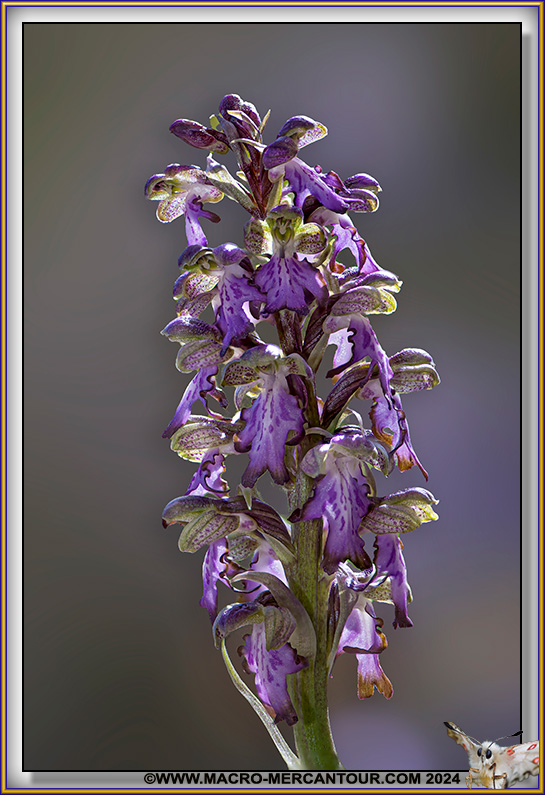 Orchis à longues bractées